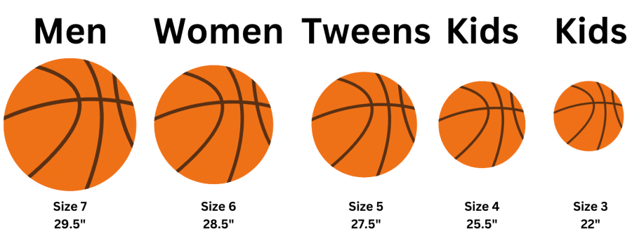 standard basketball size chart infographic